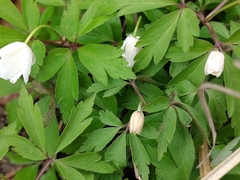 Anemonoides nemorosa