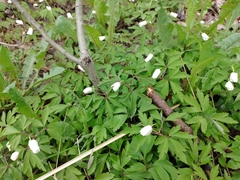 Anemonoides nemorosa