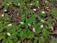 Anemonoides nemorosa