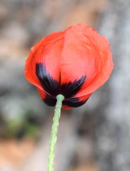 Papaver laevigatum