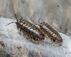 Armadillidium pictum