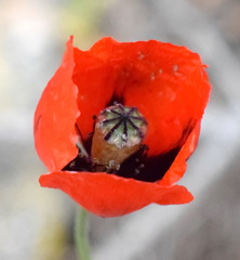 Papaver laevigatum