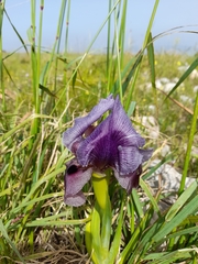 Iris haynei