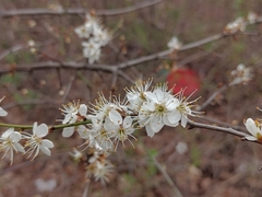 Prunus spinosa