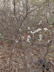 Prunus spinosa