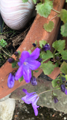 Campanula poscharskyana