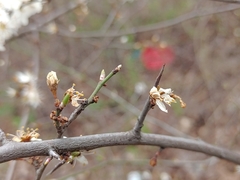 Prunus spinosa
