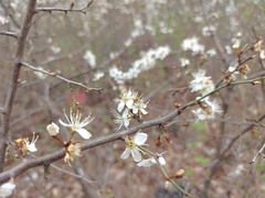 Prunus spinosa