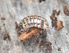 Armadillidium pulchellum