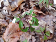 Anemonoides nemorosa