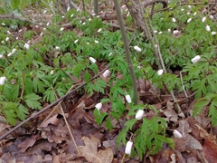 Anemonoides nemorosa