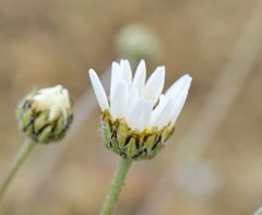 Anthemis sterilis