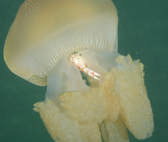 Charybdis feriata