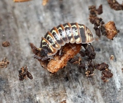 Armadillidium pulchellum