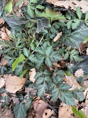 Geum canadense grimesii