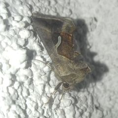 Macdunnoughia confusa