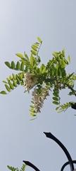 Robinia pseudoacacia