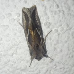 Macdunnoughia confusa