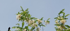 Robinia pseudoacacia