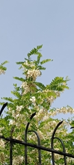 Robinia pseudoacacia