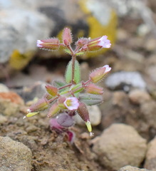 Cerastium ramosissimum