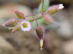 Cerastium ramosissimum