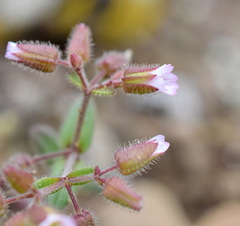 Cerastium ramosissimum