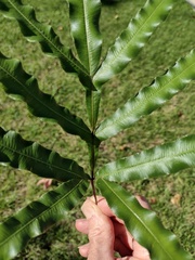 Pteris cretica