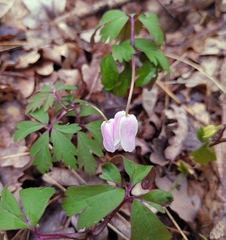 Anemonoides nemorosa