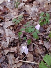 Anemonoides nemorosa