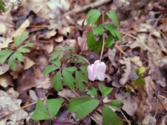 Anemonoides nemorosa