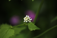 Alliaria petiolata