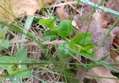 Lysimachia nummularia