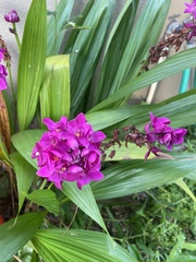 Spathoglottis unguiculata