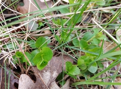 Lysimachia nummularia