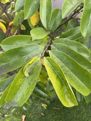 Annona muricata