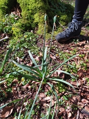 Narcissus pallidiflorus