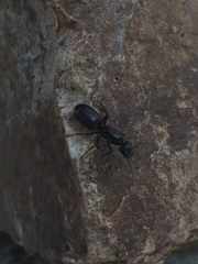 Camponotus modoc