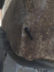Camponotus modoc