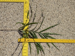 Pteris cretica