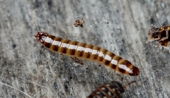 Denticollis linearis