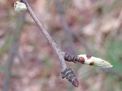 Pyrus communis