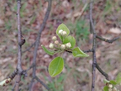 Pyrus communis