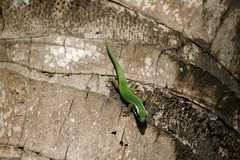 Phelsuma inexpectata