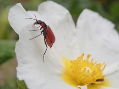 Malachius coccineus