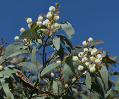 Acacia leptoloba