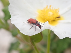 Malachius coccineus
