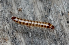 Denticollis linearis