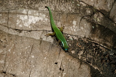 Phelsuma inexpectata