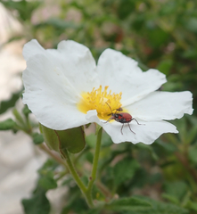 Malachius coccineus